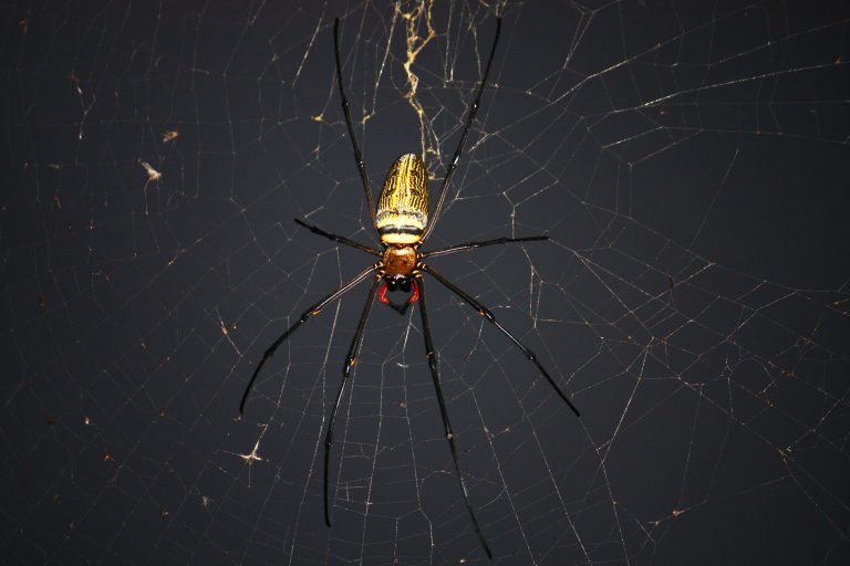 Spiders inspire double-sided sticky tape to heal wounds