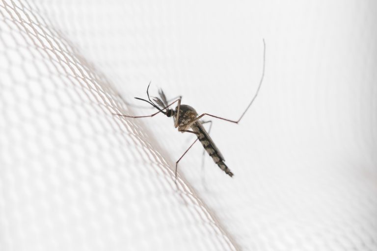 Bacterial allies make dengue fever cases dive